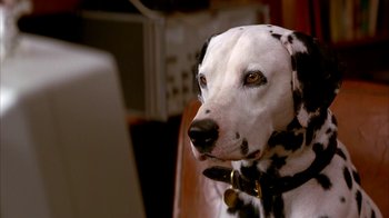 Movie still from “101 Dalmatians” (1996), directed by Stephen Herek – A dalmatian dog's face; Close Up shot, High angle
