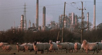 Movie still from “24 Hour Party People” (2002), directed by Tom Bruggen – A herd of sheep walking across a grass field; Extreme Wide shot, Low angle