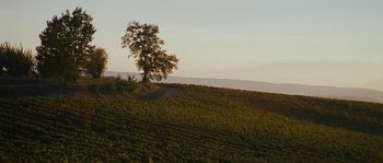 Movie still from “A Good Year” (2006), directed by Ridley Scott – A lone tree stands on a hill near a vineyard; Extreme Wide shot, High angle