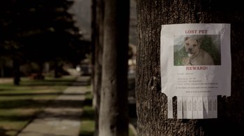 Movie still from “Absentia” (2011), directed by Mike Flanagan – A poster of a dog hanging on a tree near a sidewalk; Extreme Close Up shot, High angle