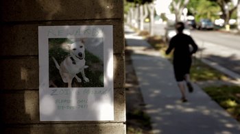 Movie still from “Absentia” (2011), directed by Mike Flanagan – A person walking down a sidewalk past a sign with a picture of a dog on it; Wide shot, High angle