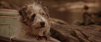 Movie still from “All the Real Girls” (2003), directed by David Gordon Green – A dog's face with a red collar; Close Up shot, High angle