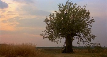 Movie still from “Amarcord” (1973), directed by Federico Fellini – A large tree in the middle of a dry grass field; Extreme Wide shot, Low angle
