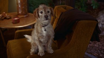 Movie still from “Anchorman: The Legend of Ron Burgundy” (2004), directed by Adam McKay – A small dog sitting on a chair in a living room; Close Up shot, High angle