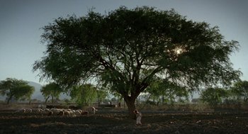 Movie still from “And Your Mother Too” (2001), directed by Alfonso Cuarón – A person standing under a large tree with a herd of sheep in the background; Extreme Wide shot, Low angle