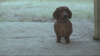 Movie still from “Angst” (1983), directed by Gerald Kargl – A brown dog standing on top of a cement surface; Wide shot, High angle