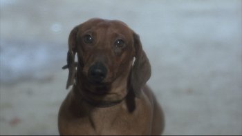 Movie still from “Angst” (1983), directed by Gerald Kargl – A brown dog is looking at the camera; Close Up shot, High angle