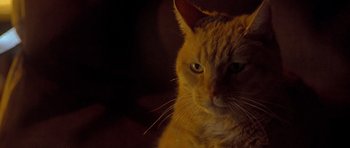 Movie still from “Apt Pupil” (1998), directed by Bryan Singer – An orange cat sitting on top of a wooden table; Close Up shot, Low angle
