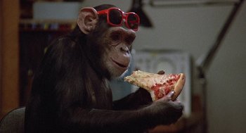 Movie still from “Back to School” (1986), directed by Alan Metter – A chimpanzees eating a piece of pizza; Close Up shot, High angle