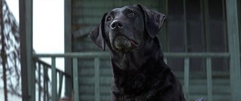 Movie still from “The Battle of Britain” (1969), directed by Guy Hamilton – A dog's face on a porch; Close Up shot, Low angle