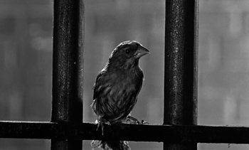 Movie still from “Birdman of Alcatraz” (1962), directed by John Frankenheimer – Black and white photograph of a bird perched on a fence; Extreme Close Up shot, Low angle