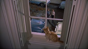 Movie still from “Breakfast at Tiffany's” (1961), directed by Blake Edwards – An orange and white cat sitting on a window sill; Wide shot, High angle