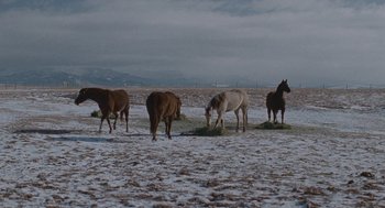 Movie still from “Certain Women” (2016), directed by Kelly Reichardt – A group of horses standing in the snow eating grass; Wide shot, Low angle