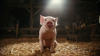 Movie still from “Charlotte's Web” (2006), directed by Gary Winick – A pig sitting on top of a pile of hay; Close Up shot, High angle