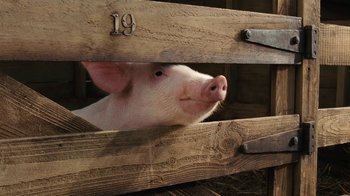 Movie still from “Charlotte's Web” (2006), directed by Gary Winick – A pig looking over a wooden fence at the camera; Close Up shot, High angle
