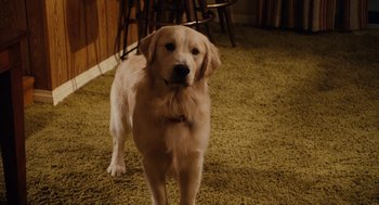 Movie still from “Click” (2006), directed by Frank Coraci – A dog standing on the floor of a room; Close Up shot, High angle