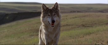 Movie still from “Dances with Wolves” (1990), directed by Kevin Costner – A dog standing in a field with grass in the background; Wide shot, Low angle