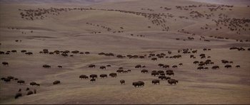 Movie still from “Dances with Wolves” (1990), directed by Kevin Costner – A herd of bison walking across a dry grass field; Extreme Wide shot, High angle