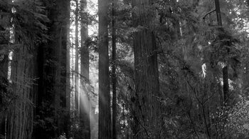 Movie still from “Dead Man” (1995), directed by Jim Jarmusch – A black and white photo of trees in a forest; Extreme Wide shot, Low angle