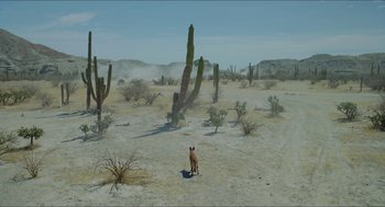 Movie still from “Desierto” (2015), directed by Jonás Cuarón – An animal walking in the desert with cacti in the background; Extreme Wide shot, High angle