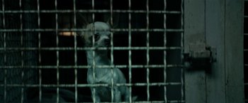Movie still from “Dogman” (2018), directed by Matteo Garrone – A small white dog sitting in a metal cage; Extreme Close Up shot, High angle