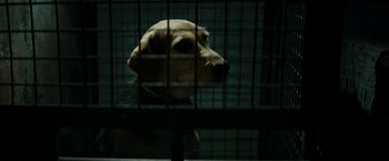 Movie still from “Dogman” (2018), directed by Matteo Garrone – A brown dog sitting in a cage looking out the window; Close Up shot, Low angle