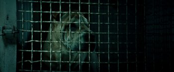 Movie still from “Dogman” (2018), directed by Matteo Garrone – A dog in a cage looking out at the camera; Extreme Close Up shot, High angle