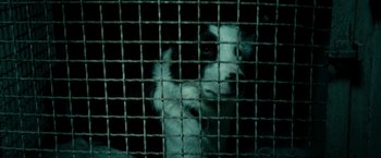 Movie still from “Dogman” (2018), directed by Matteo Garrone – A black and white dog looking through the bars of a cage; Extreme Close Up shot, High angle