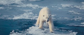 Movie still from “Don't Look Up” (2021), directed by Adam McKay – A white polar bear walking across a pack ice floe; Wide shot, High angle