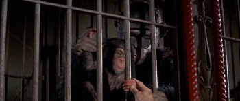 Movie still from “Escape from the Planet of the Apes” (1971), directed by Don Taylor – A chimpanzees in a cage looking at a person; Close Up shot, High angle