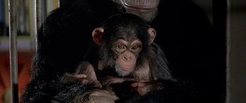 Movie still from “Escape from the Planet of the Apes” (1971), directed by Don Taylor – A baby chimpanzee sitting next to an adult chimpanzee; Close Up shot, High angle
