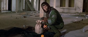 Movie still from “Escape from the Planet of the Apes” (1971), directed by Don Taylor – An image of a man in a gorilla suit eating oranges; Medium shot, Low angle