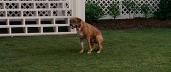 Movie still from “Evan Almighty” (2007), directed by Tom Shadyac – A brown and white dog standing on top of a grass covered field; Wide shot, High angle