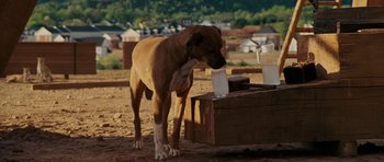 Movie still from “Evan Almighty” (2007), directed by Tom Shadyac – A dog drinking water out of a water fountain; Wide shot, High angle