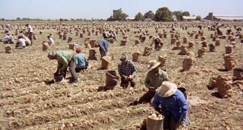 Movie still from “Fat City” (1972), directed by John Huston – A group of people in a field picking potatoes; Extreme Wide shot, High angle