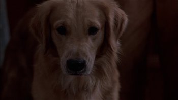 Movie still from “Flesh and Bone” (1993), directed by Steve Kloves – A dog's face in a dark room; Close Up shot, Over the shoulder angle