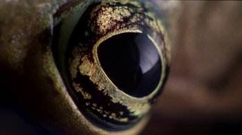Movie still from “Foxfire” (1996), directed by Annette Haywood-Carter – View of the eye of an animal; Extreme Close Up shot, High angle