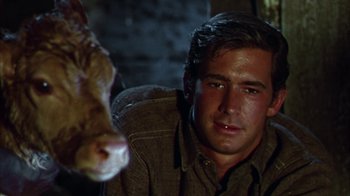 Movie still from “Friendly Persuasion” (1956), directed by William Wyler – A man sitting in front of a cow in a dark room; Close Up shot, Low angle