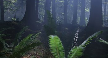 Movie still from “Harry and the Hendersons” (1987), directed by William Dear – A forest with ferns growing in the foreground and fog in the background; Extreme Wide shot, Low angle