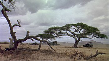 Movie still from “Hatari!” (1962), directed by Howard Hawks – Two trees in the middle of a dry grass field under a cloudy sky; Extreme Wide shot, Low angle