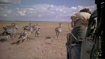 Movie still from “Hatari!” (1962), directed by Howard Hawks – A herd of zebras running across a dry grass field; Wide shot, Over the shoulder angle