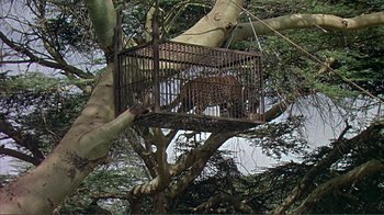 Movie still from “Hatari!” (1962), directed by Howard Hawks – A leopard in a cage in a tree; Extreme Wide shot, High angle