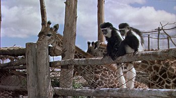 Movie still from “Hatari!” (1962), directed by Howard Hawks – A group of giraffes and a group of monkeys in a fenced in area; Wide shot, Low angle