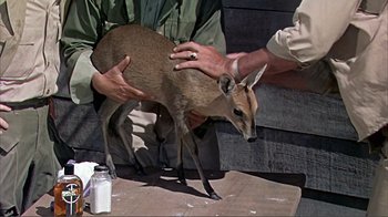 Movie still from “Hatari!” (1962), directed by Howard Hawks – Two men are petting a baby antelope; Medium shot, High angle