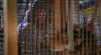 Movie still from “Hellraiser” (1987), directed by Clive Barker – A person is looking through a fence at a cat; Close Up shot, Low angle