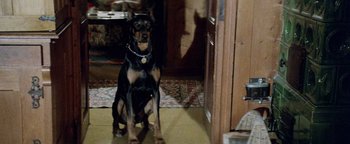 Movie still from “Hopscotch” (1980), directed by Ronald Neame – A black and brown dog sitting on the ground; Wide shot, High angle