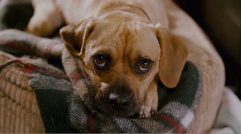 Movie still from “I Love You, Man” (2009), directed by John Hamburg – A brown dog laying on top of a blanket on the ground; Close Up shot, High angle