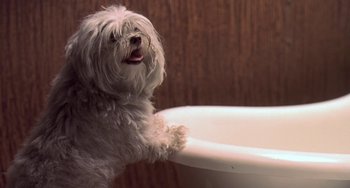 Movie still from “Il Mare” (2000), directed by Hyun-seung Lee – A dog sitting on the edge of a bath tub in a bathroom; Close Up shot, High angle