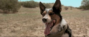 Movie still from “In a Valley of Violence” (2016), directed by Ti West – A dog with its tongue hanging out; Close Up shot, Low angle