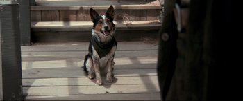 Movie still from “In a Valley of Violence” (2016), directed by Ti West – A dog sitting on top of a wooden floor; Medium shot, High angle